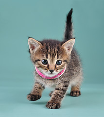 Image showing studio portrait of little kitten with Indian bracelets