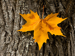 Image showing Close-up of a beautiful autumn leaf on a trunk of a tree
