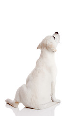 Image showing Labrador puppy