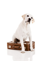 Image showing Dog with a suitcase