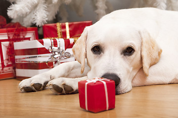 Image showing Christmas Dog