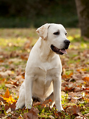 Image showing Labrador Retriever