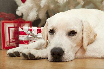 Image showing Christmas Dog