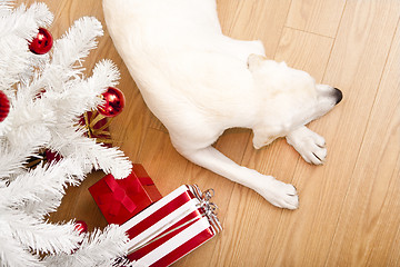 Image showing Christmas Dog