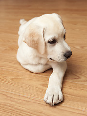 Image showing Labrador Puppy