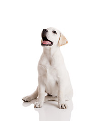 Image showing Labrador Retriever puppy