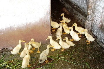 Image showing Ducks1