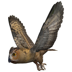 Image showing Night Owl