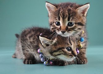Image showing little kittens with small metal jingle bells beads