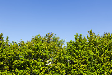 Image showing hedge and sky