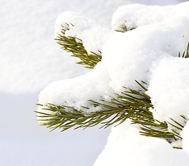 Image showing Pine with snow