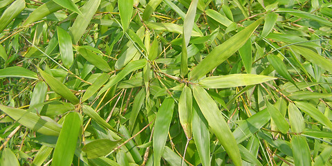 Image showing Bamboo picture - panorama