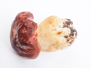 Image showing Porcini Mushroom