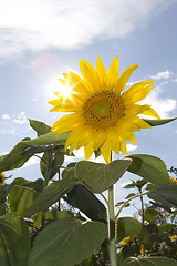 Image showing sun flowers