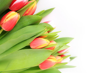 Image showing tulip, flowers