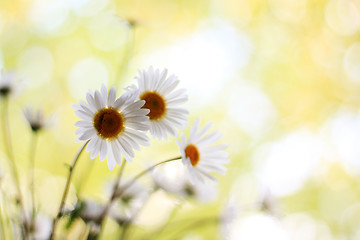 Image showing flowers