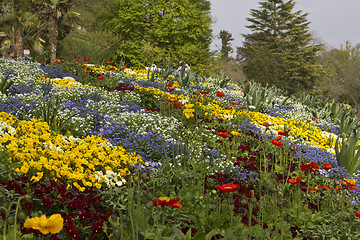 Image showing flowers