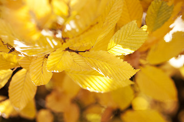 Image showing autumn leaves