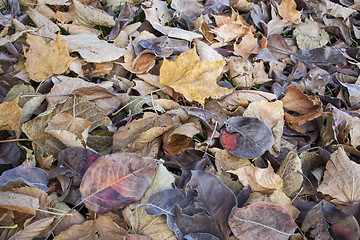 Image showing fall leaves texture background