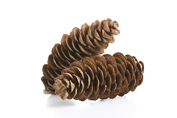 Image showing pine cones