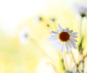 Image showing flowers