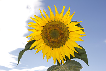 Image showing sun flower