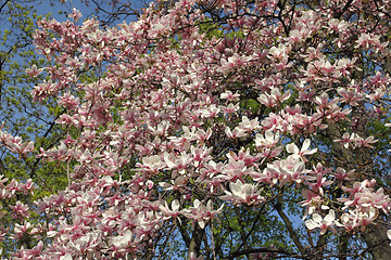 Image showing Magnolia tree blossom