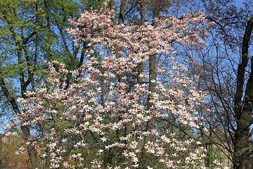 Image showing Magnolia tree blossom