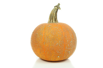 Image showing Pumpkin