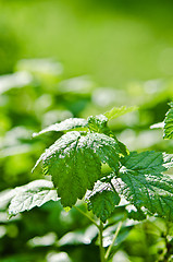 Image showing Raspberry leaves with drops of water after a summer rain, close-