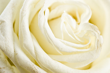 Image showing Petals of a white rose a close up