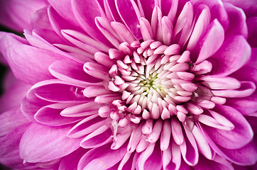 Image showing Petals of a pink chrysanthemum a close up