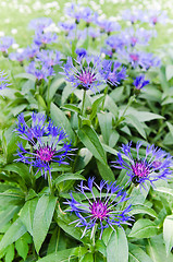 Image showing Beautiful cornflowers in the meadow, close-up