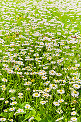 Image showing Glade beautiful little daisy, close-up