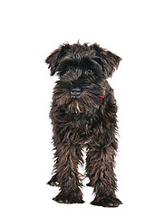 Image showing miniature schnauzer is isolated on a white background