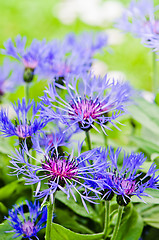 Image showing Beautiful cornflowers in the meadow, close-up