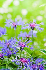 Image showing Beautiful cornflowers in the meadow, close-up