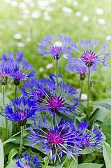 Image showing Beautiful cornflowers in the meadow, close-up