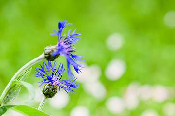 Image showing Beautiful cornflowers in the meadow, close-up