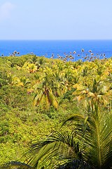 Image showing Cuba nature