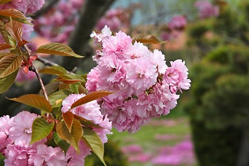 Image showing Pink cherry blossom