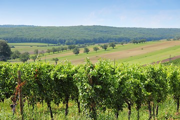 Image showing Austria vineyard