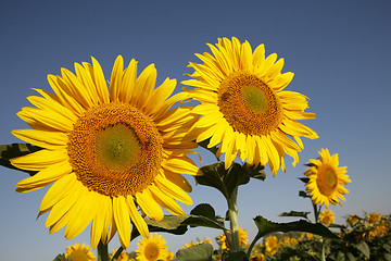 Image showing Sunflower in field