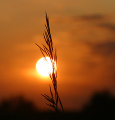 Image showing grain at sunset