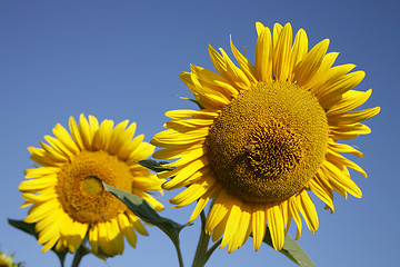Image showing Sunflowers in field
