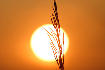Image showing grain at sunset