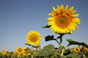 Image showing Sunflower in field