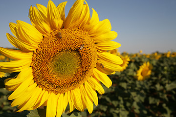 Image showing Sunflower in field