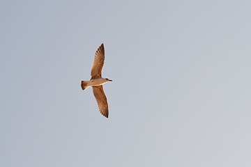 Image showing the seagull soaring in the sky