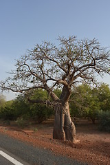 Image showing baobab